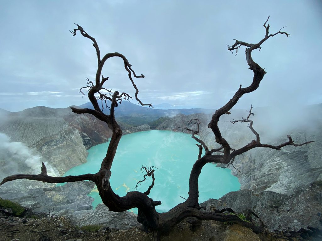 Dramatic view of Ijen Crater with turquoise lake and twisted tree in East Java, Indonesia.