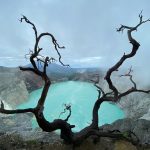 Dramatic view of Ijen Crater with turquoise lake and twisted tree in East Java, Indonesia.
